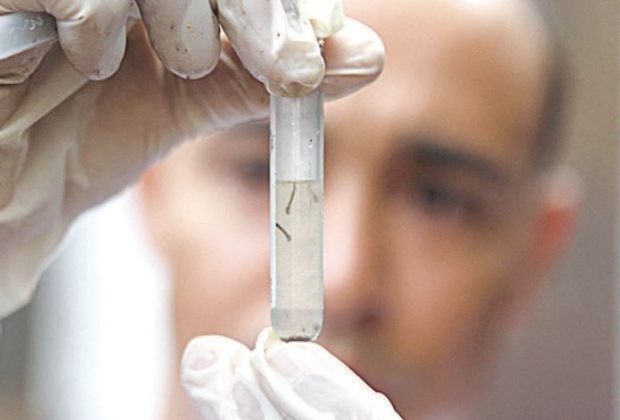 Novo prazo de análise de testes de Aedes aegypti